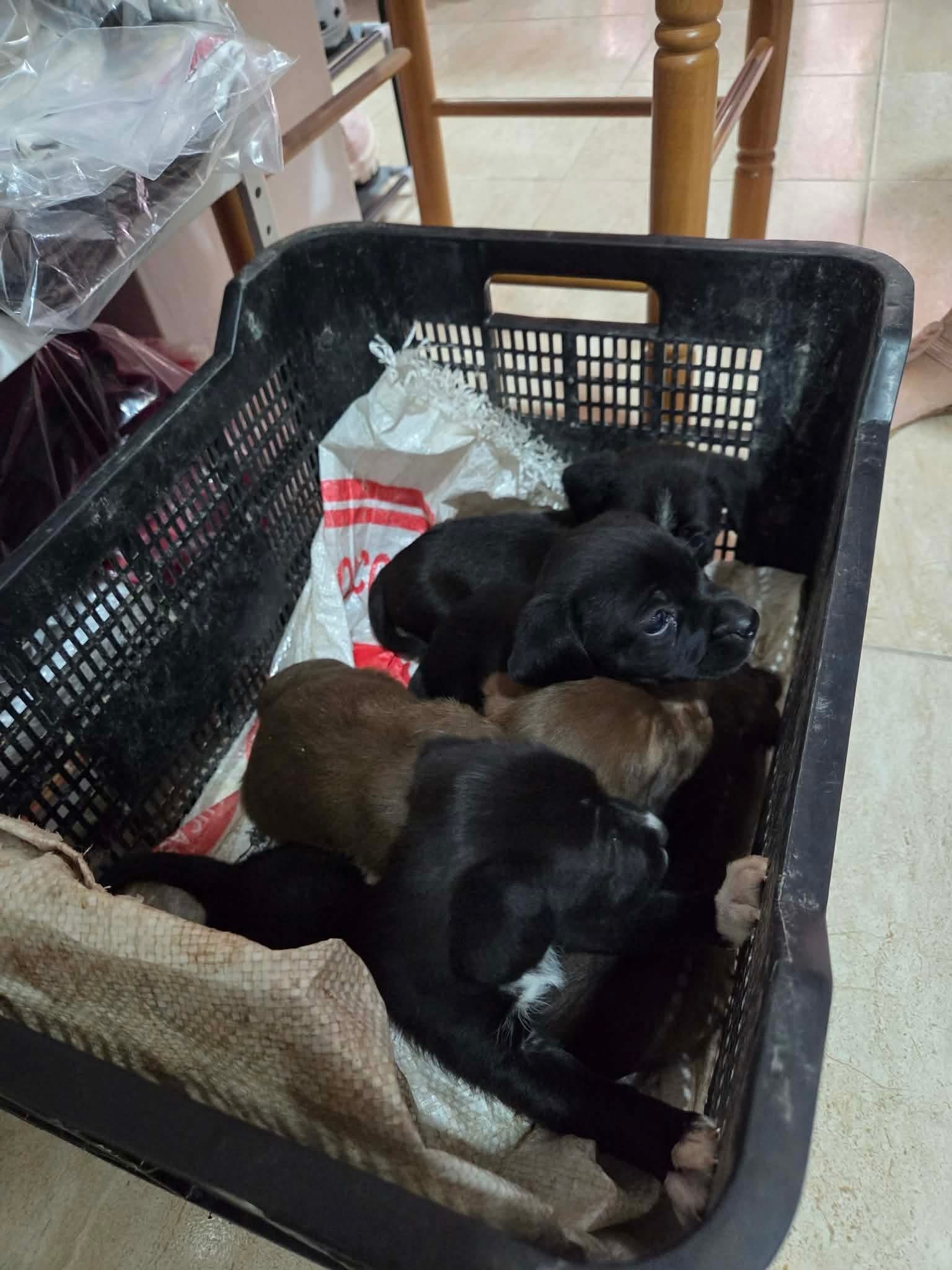 Six boy puppies — safe in foster care at Puppy Rescue in Spain