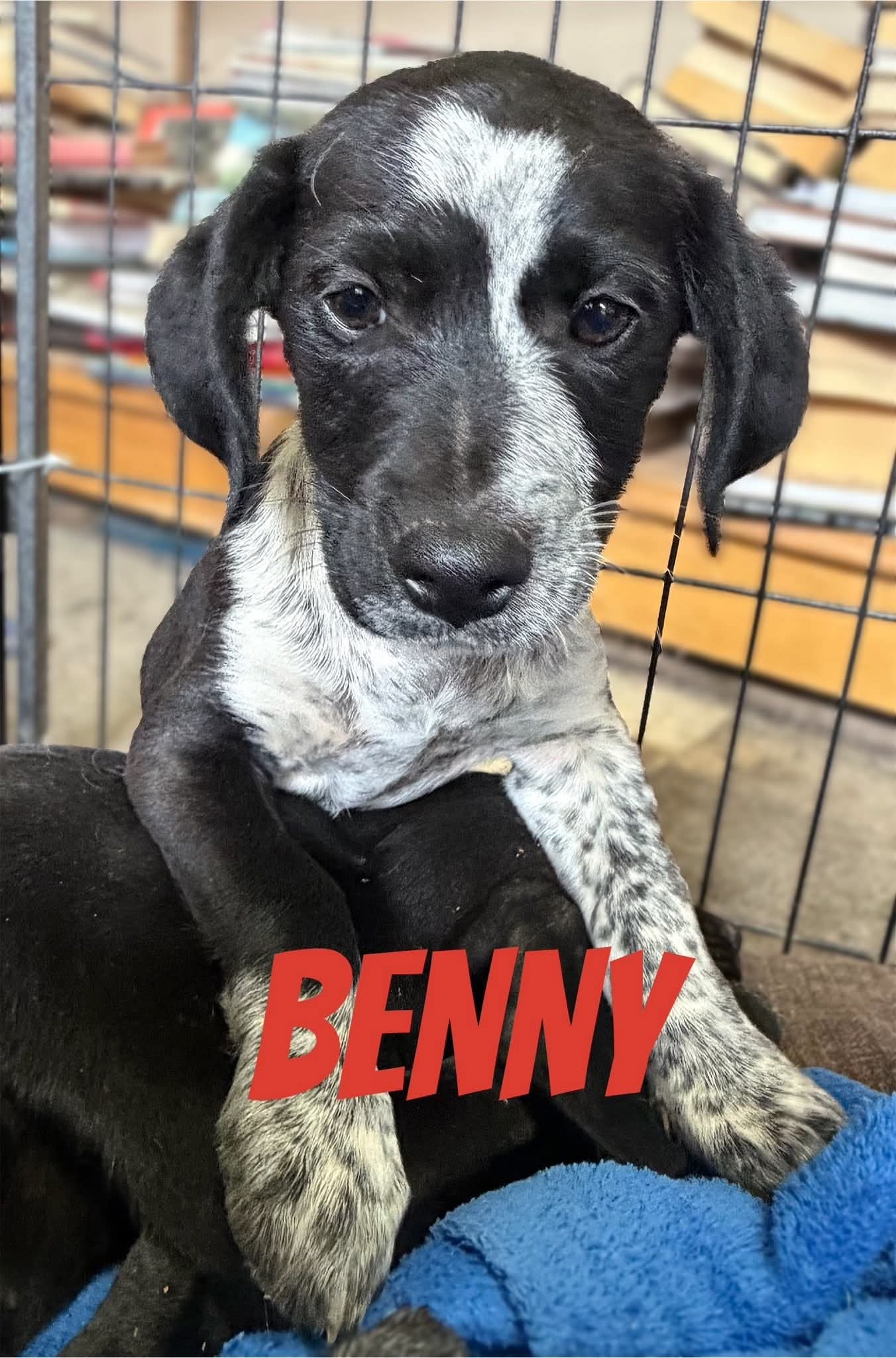 Benny — happily homed