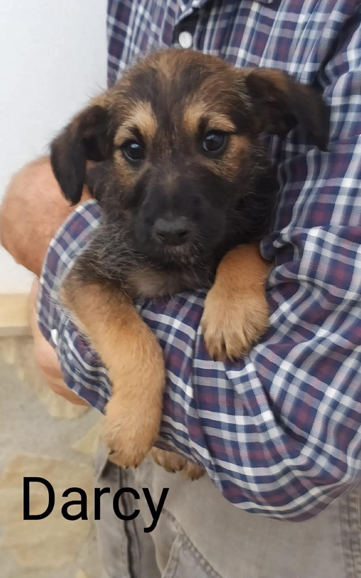 Darcy — happily homed