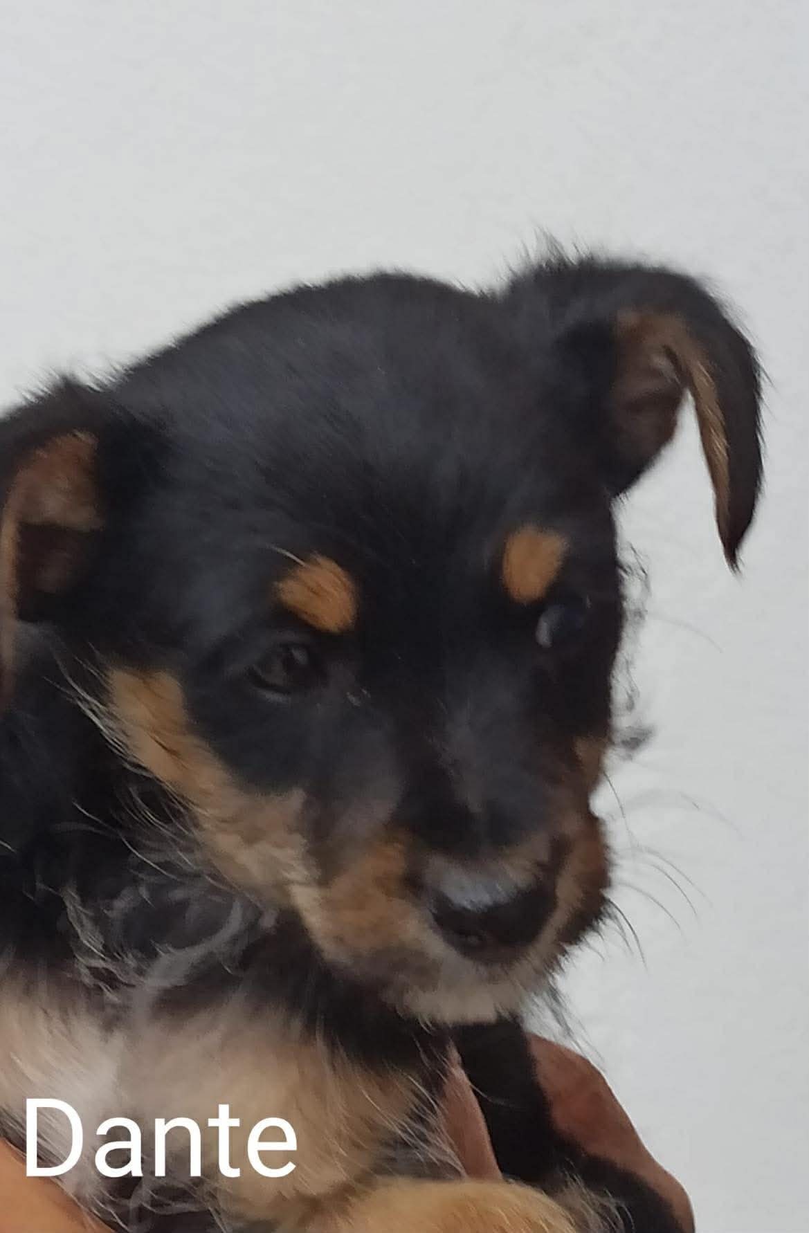 Dante — happily homed