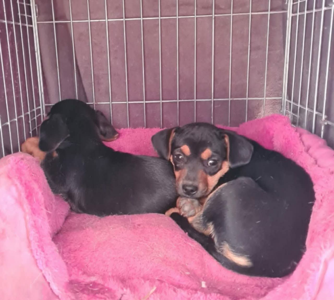 Rocco and Romeo — first days in foster