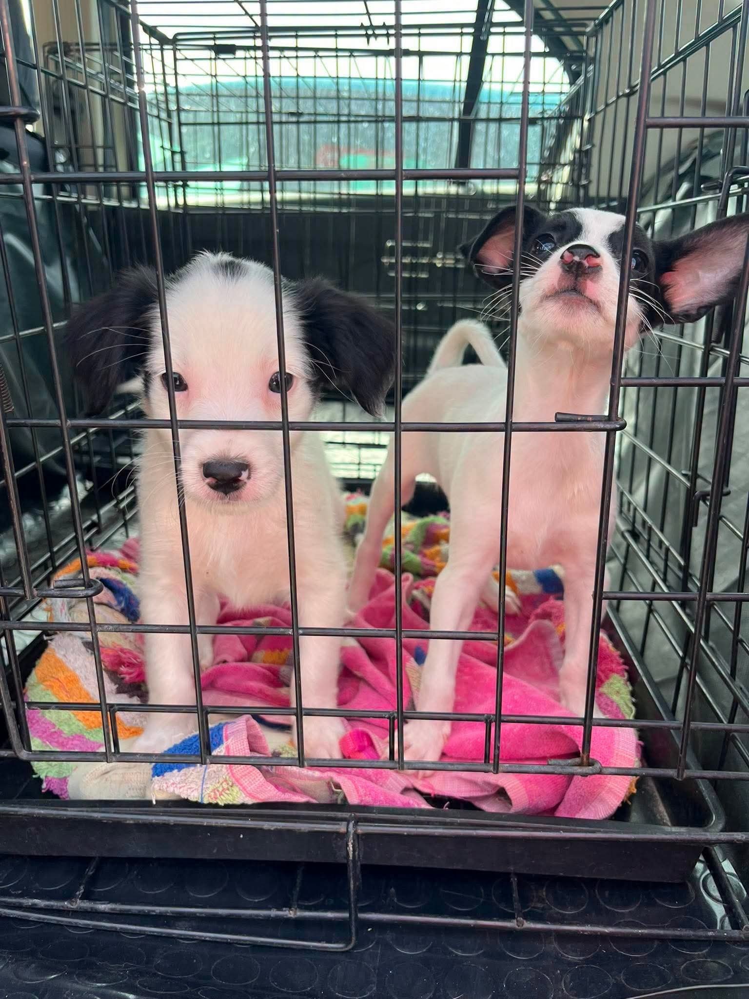 Two of six sibling puppies — settling in foster care at Puppy Rescue in Spain