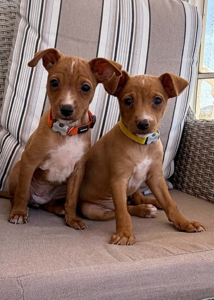 Ellie and Abi — two tiny girlies settling in at their foster home