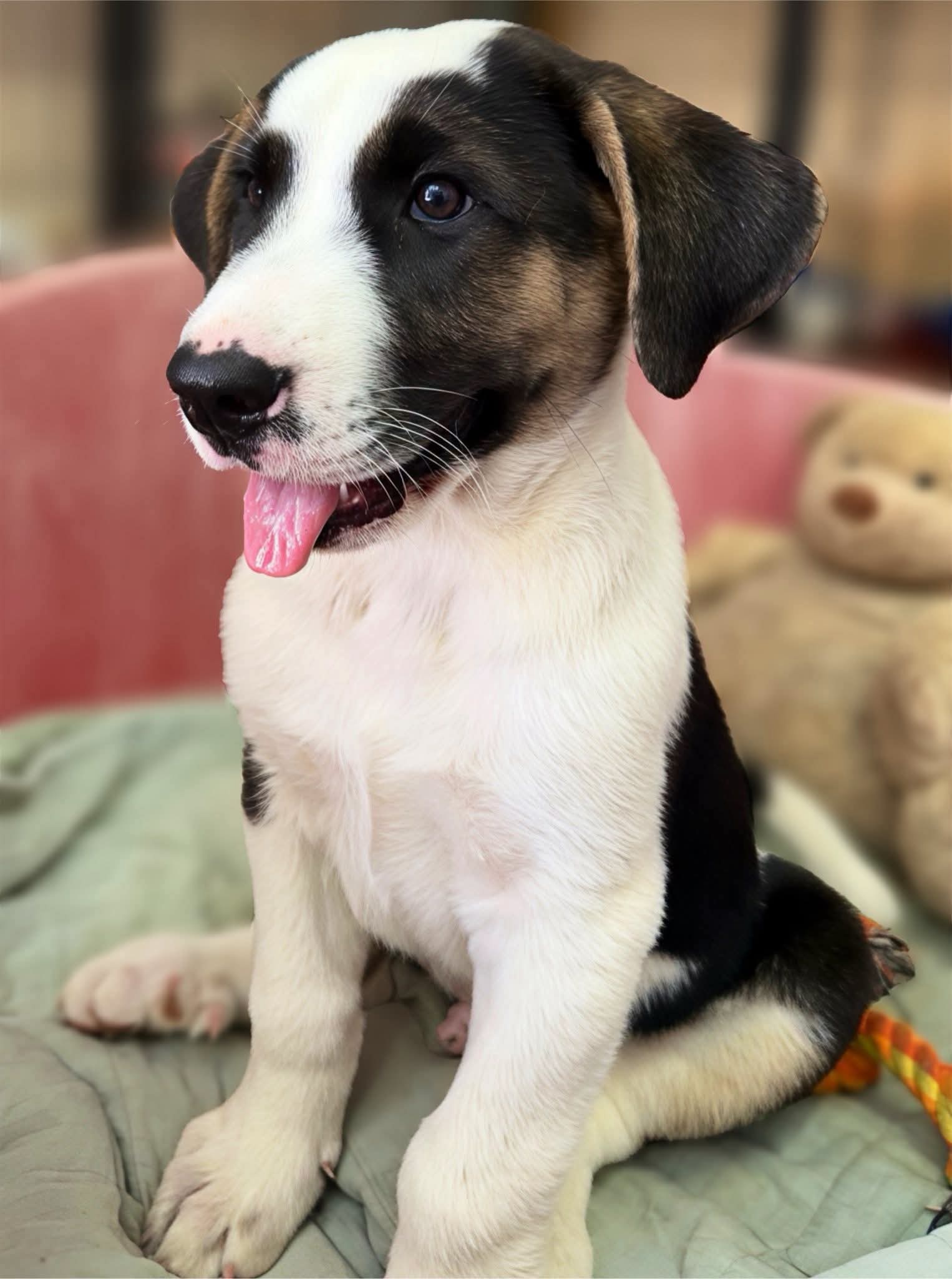 Handsome Toby — now reserved for a home