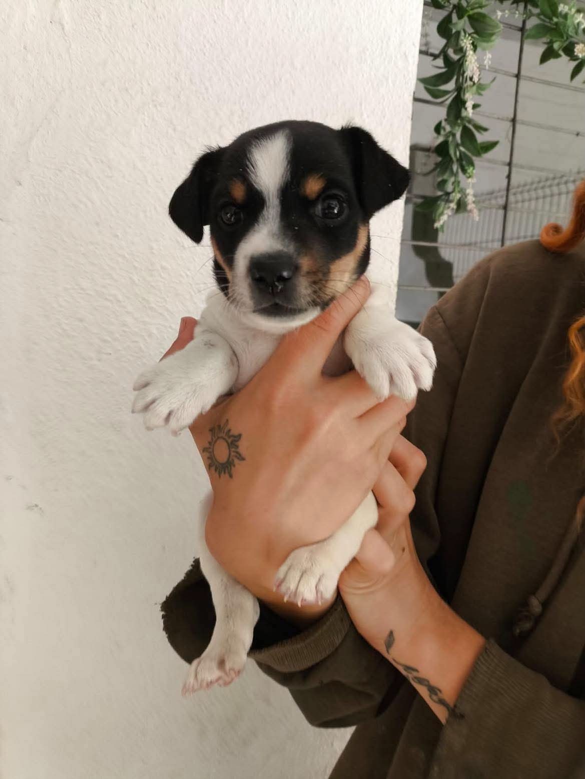 Lenny, new arrival at Puppy Rescue in Spain, safe in foster care