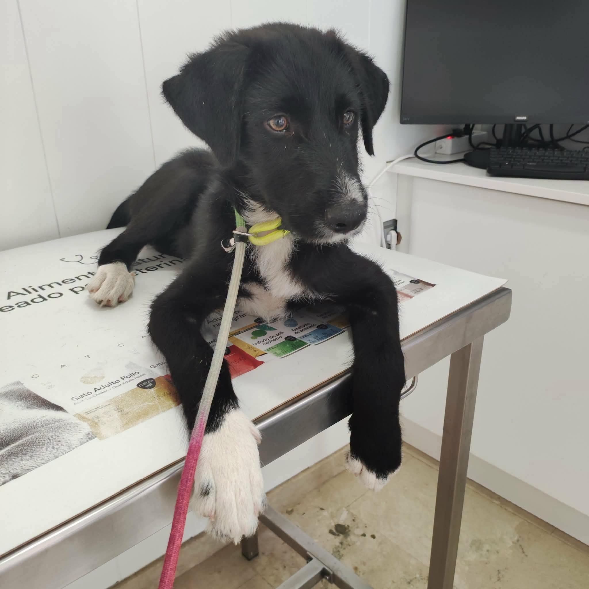 Beautiful puppy girl — new arrival at Puppy Rescue in Spain, at the vet for a check-up