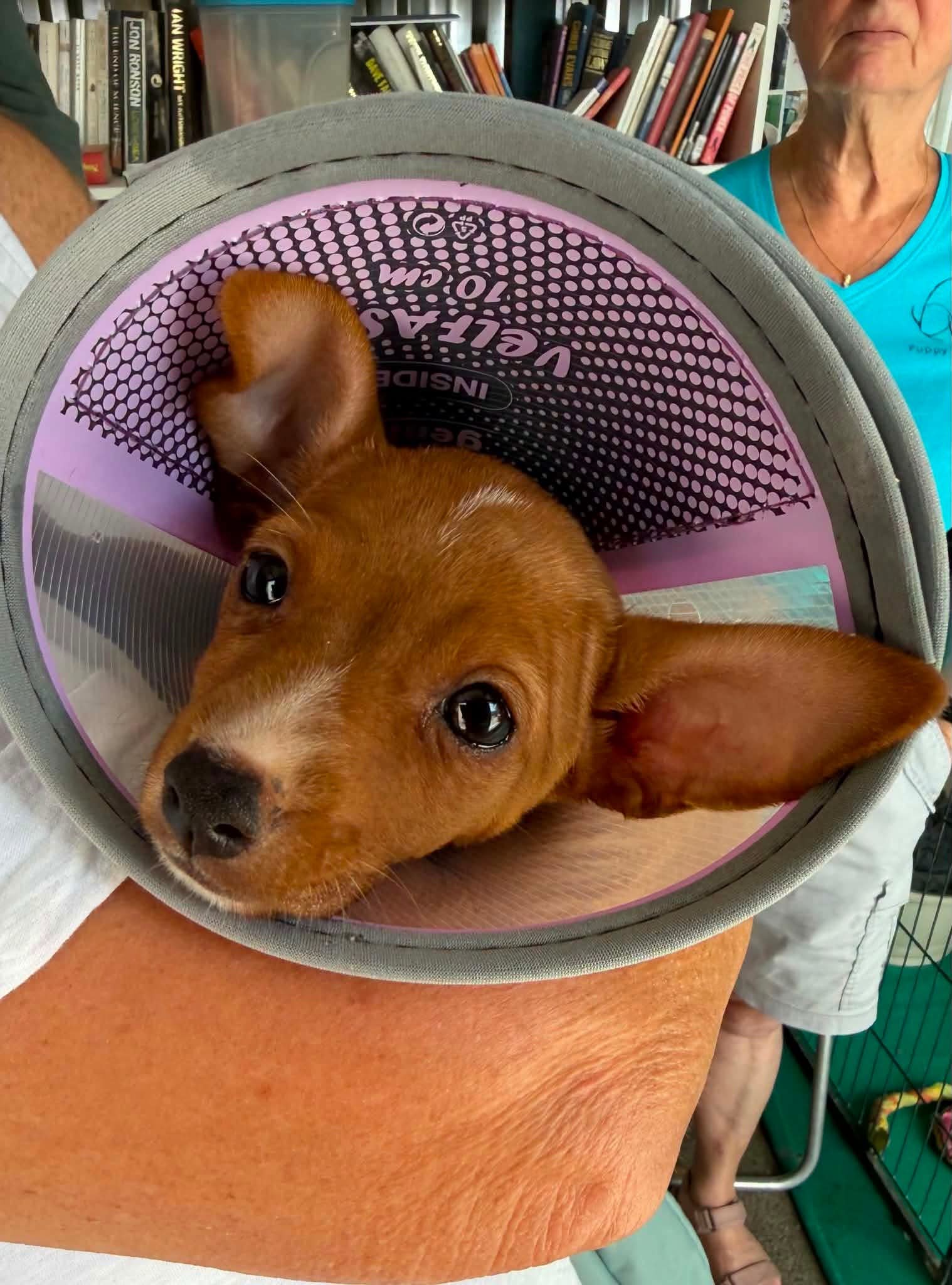Abi — recovering after a small fibula fracture, leg strapped up