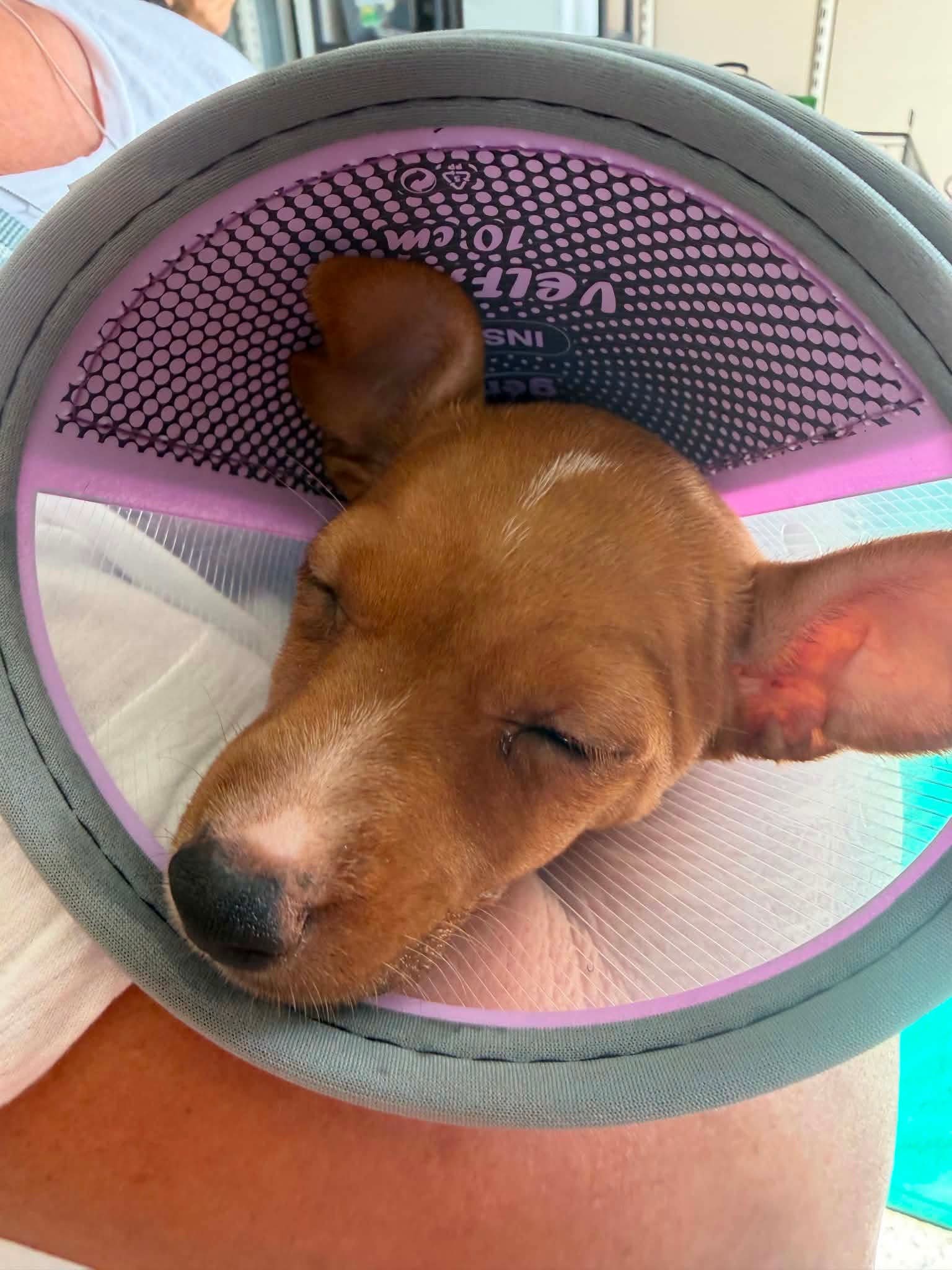 Abi recovering in foster
