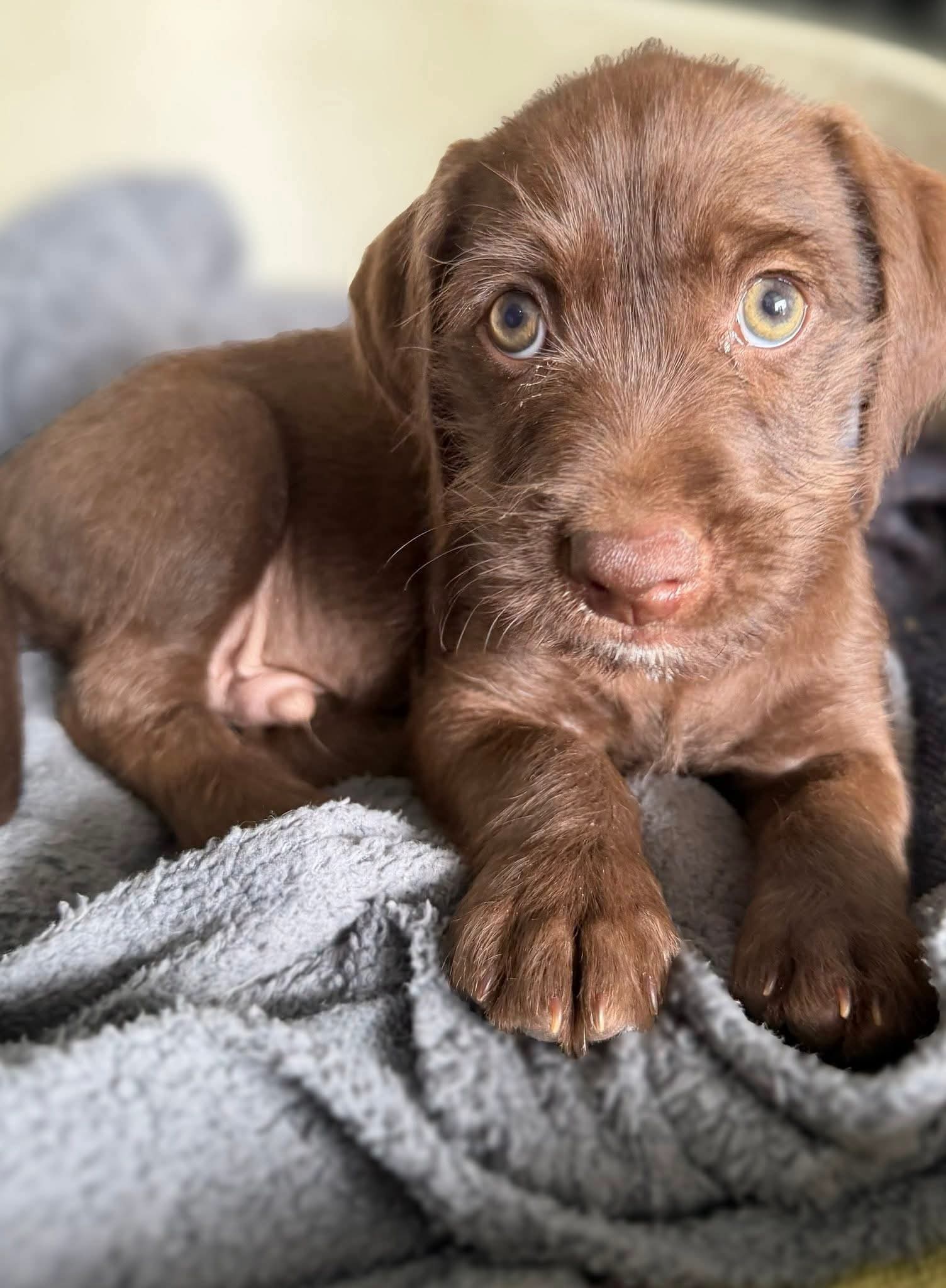 Little Liam — now reserved for a home in the Netherlands