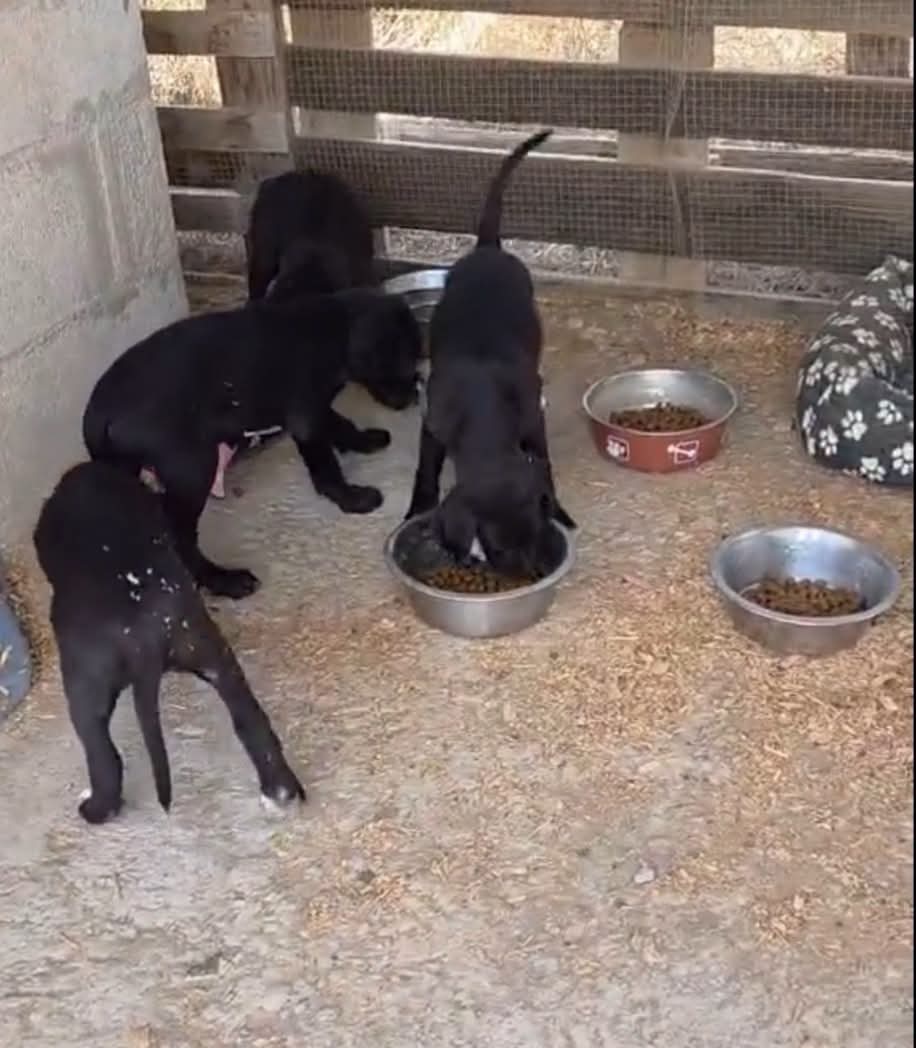 Limaria litter — five pointer-cross puppies reunited in foster care