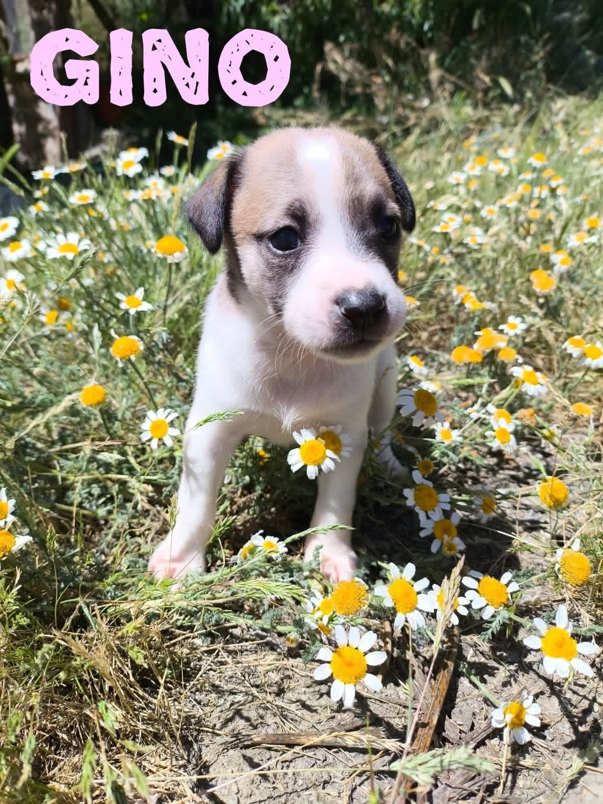 Gino — Betty's puppy