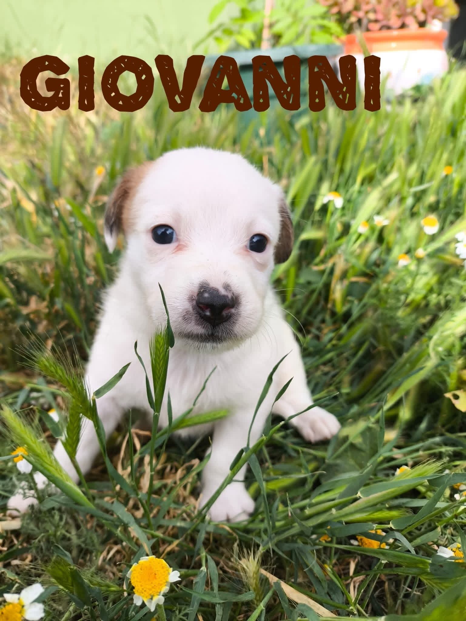 Giovanni — Betty's puppy