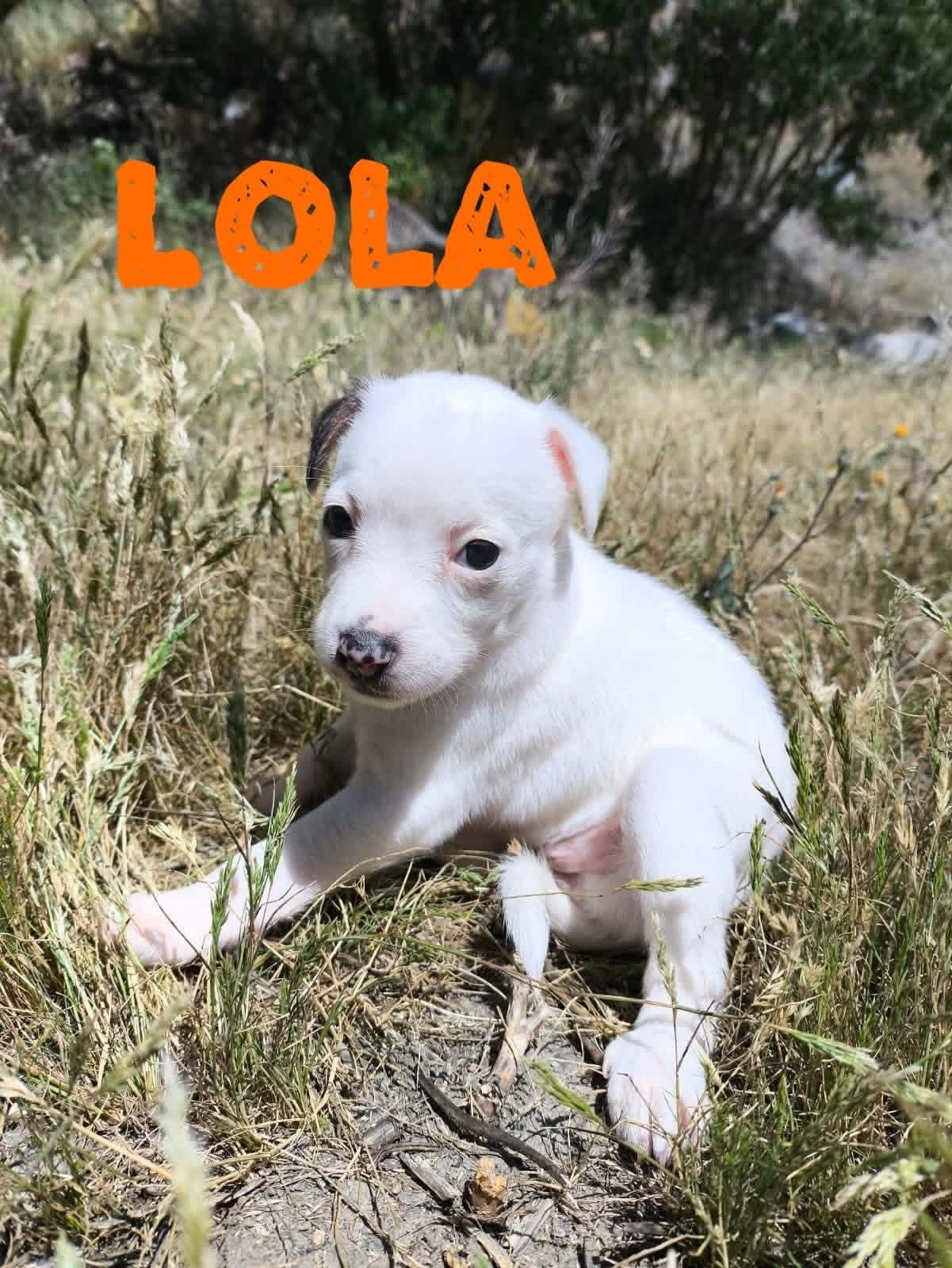 Lola — Betty's puppy