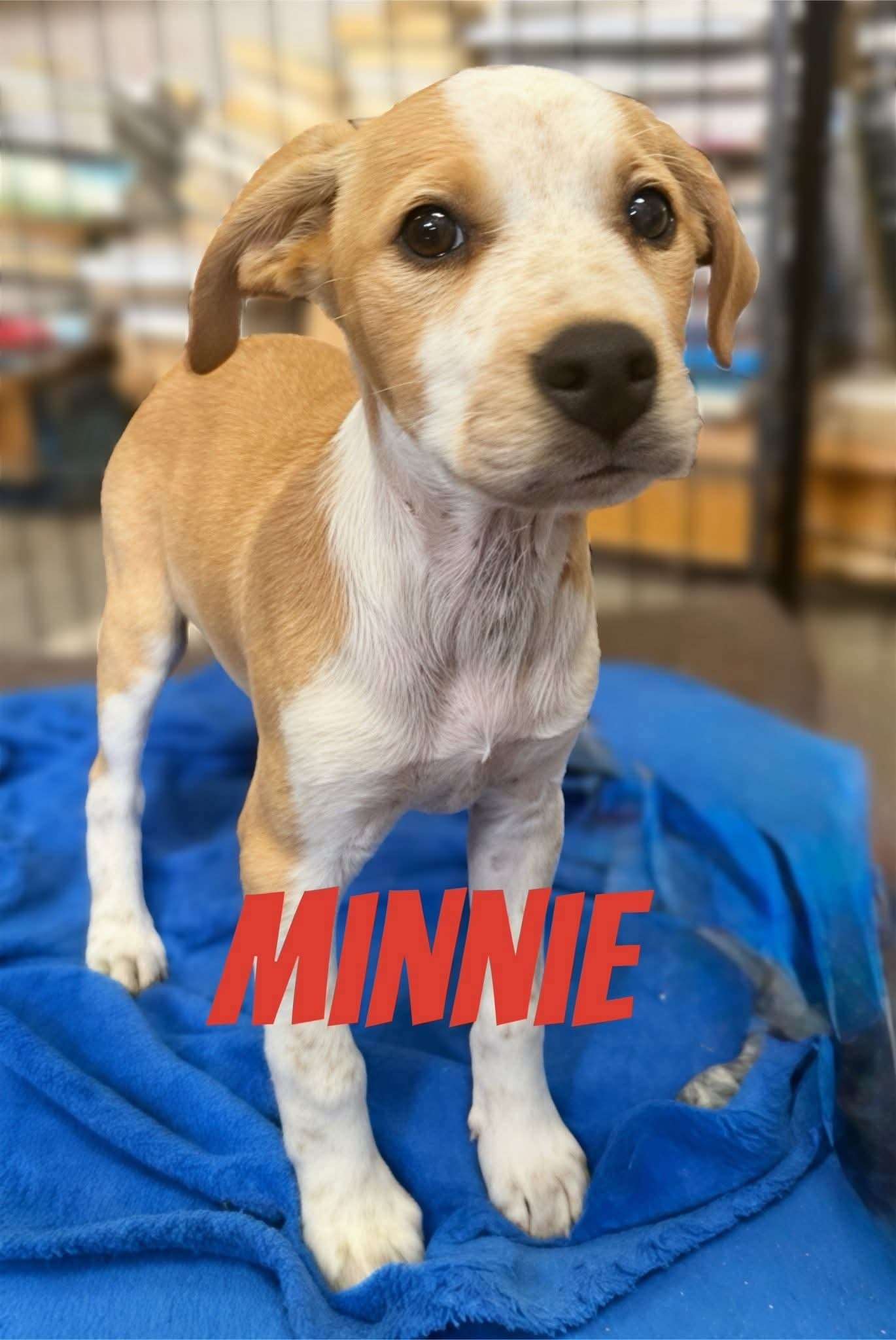Minnie — happily homed