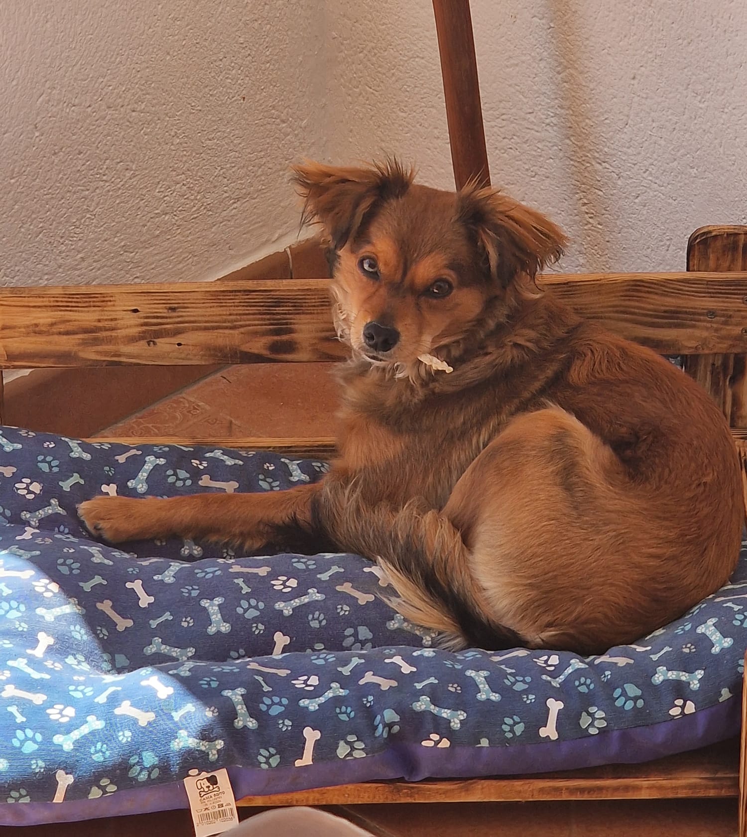 Nova — beautiful girl returning to Puppy Rescue in Spain