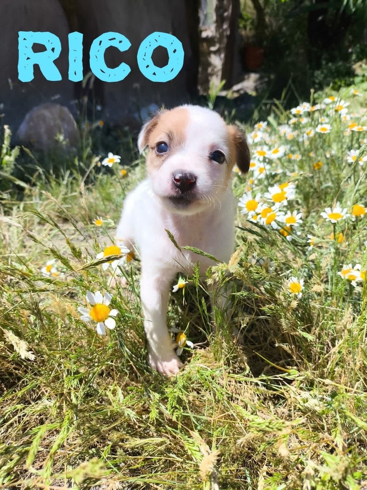 Rico — Betty's puppy