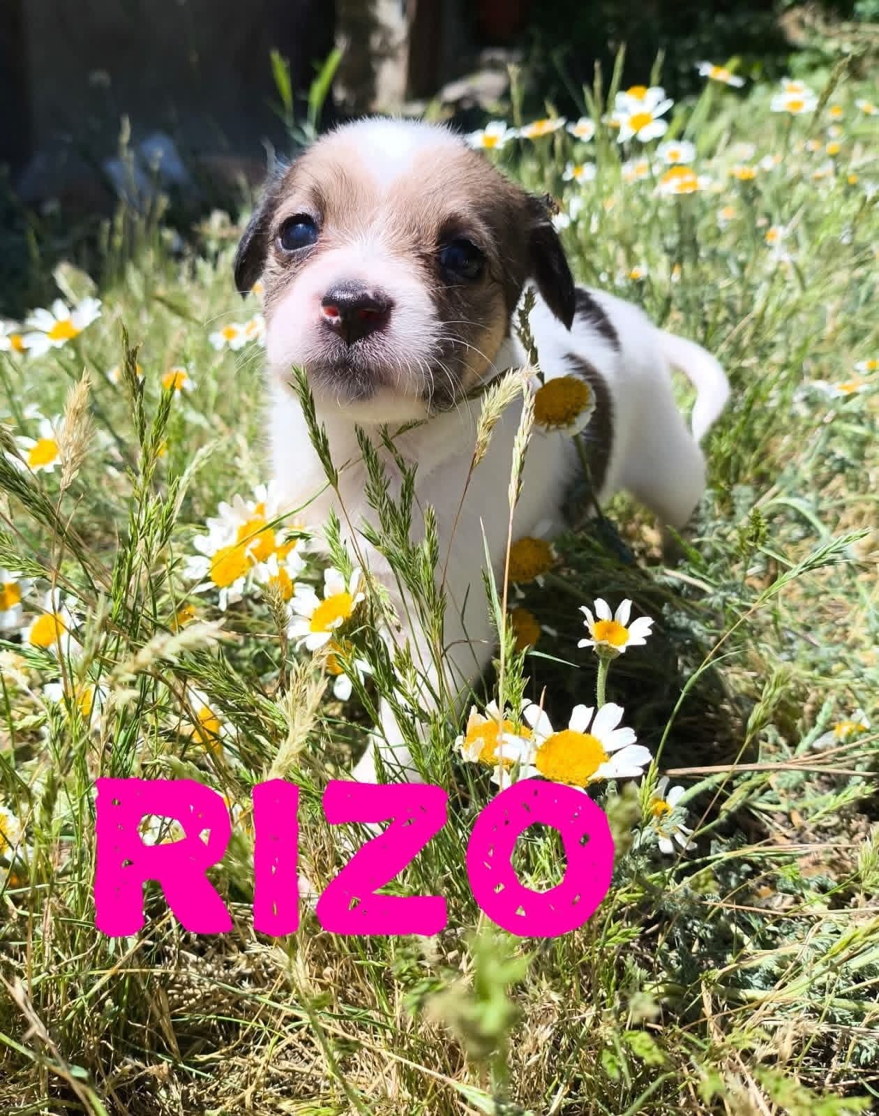 Rizo — Betty's puppy
