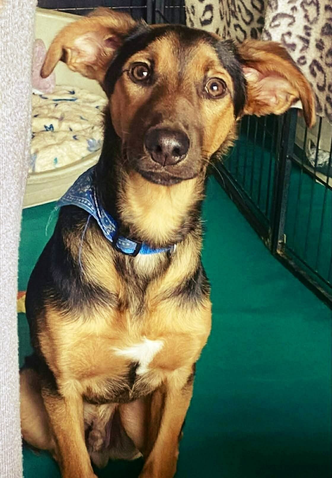 Rocky - Successfully rehomed