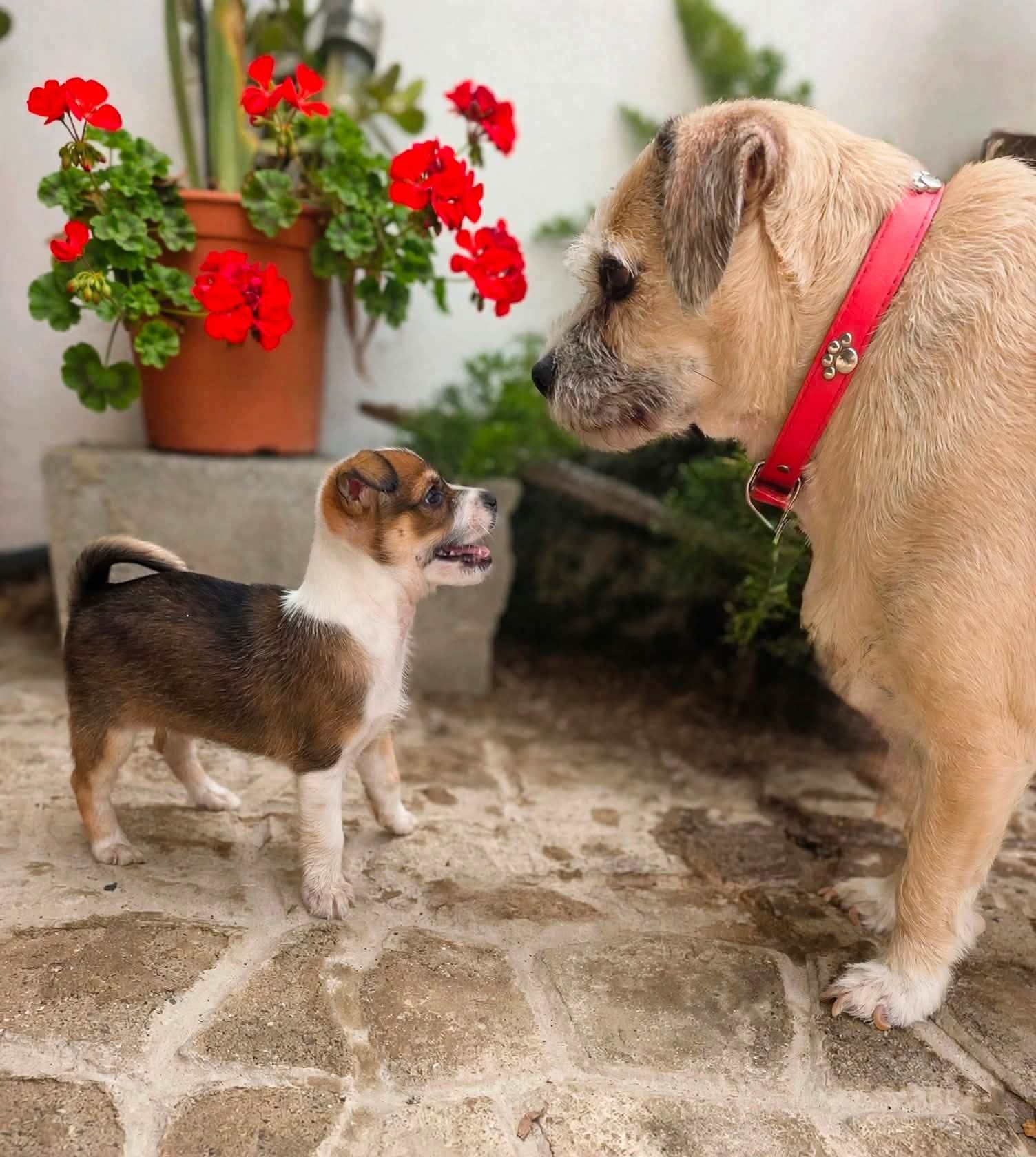 Benny chatting up a resident dog at his foster home