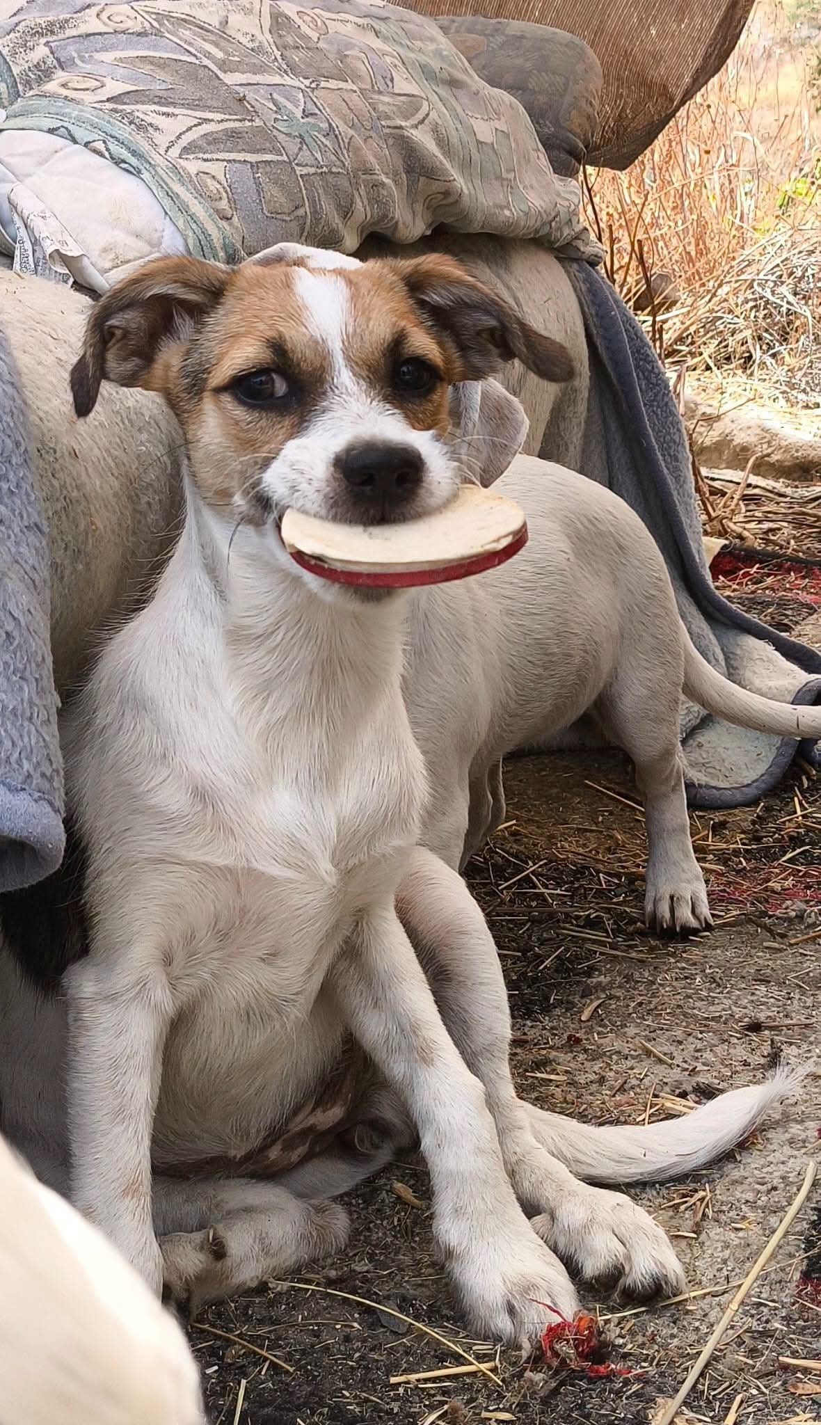 Coco, Rizo and Gino — three of Betty's pups still looking for homes