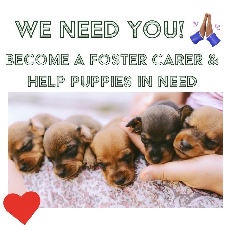 Sponsor a Pup