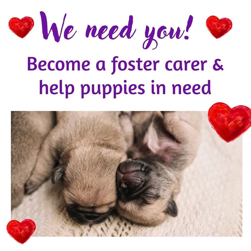 Become a Foster Carer
