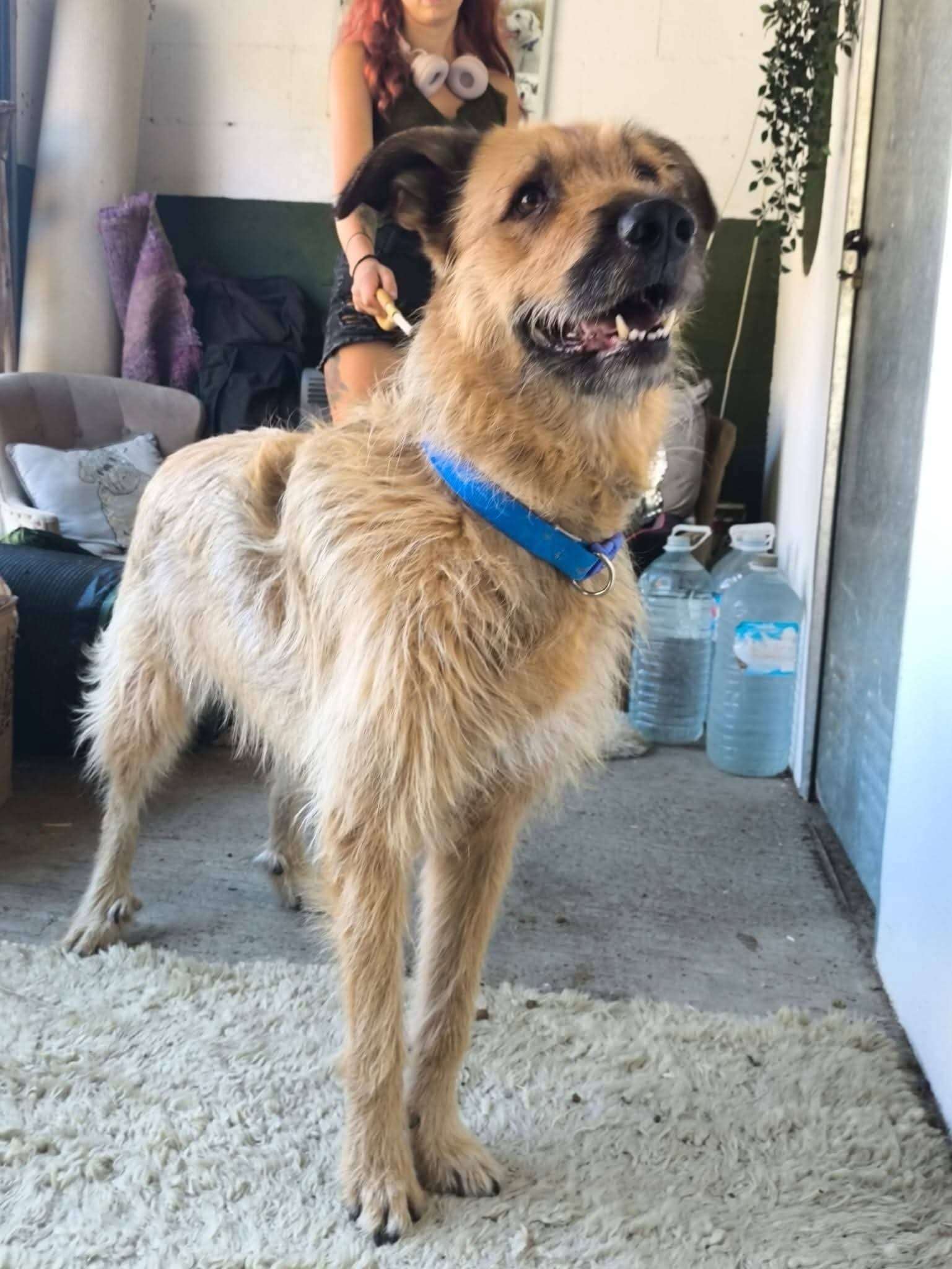 Luca - Looking for a Home