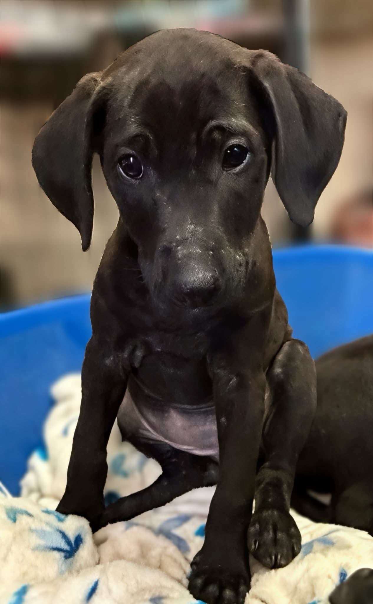 Minnie - Sister of Micky