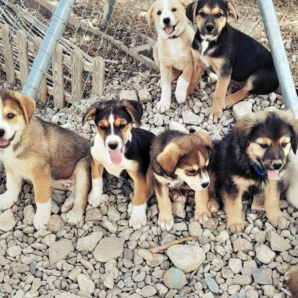 Two adorable puppies