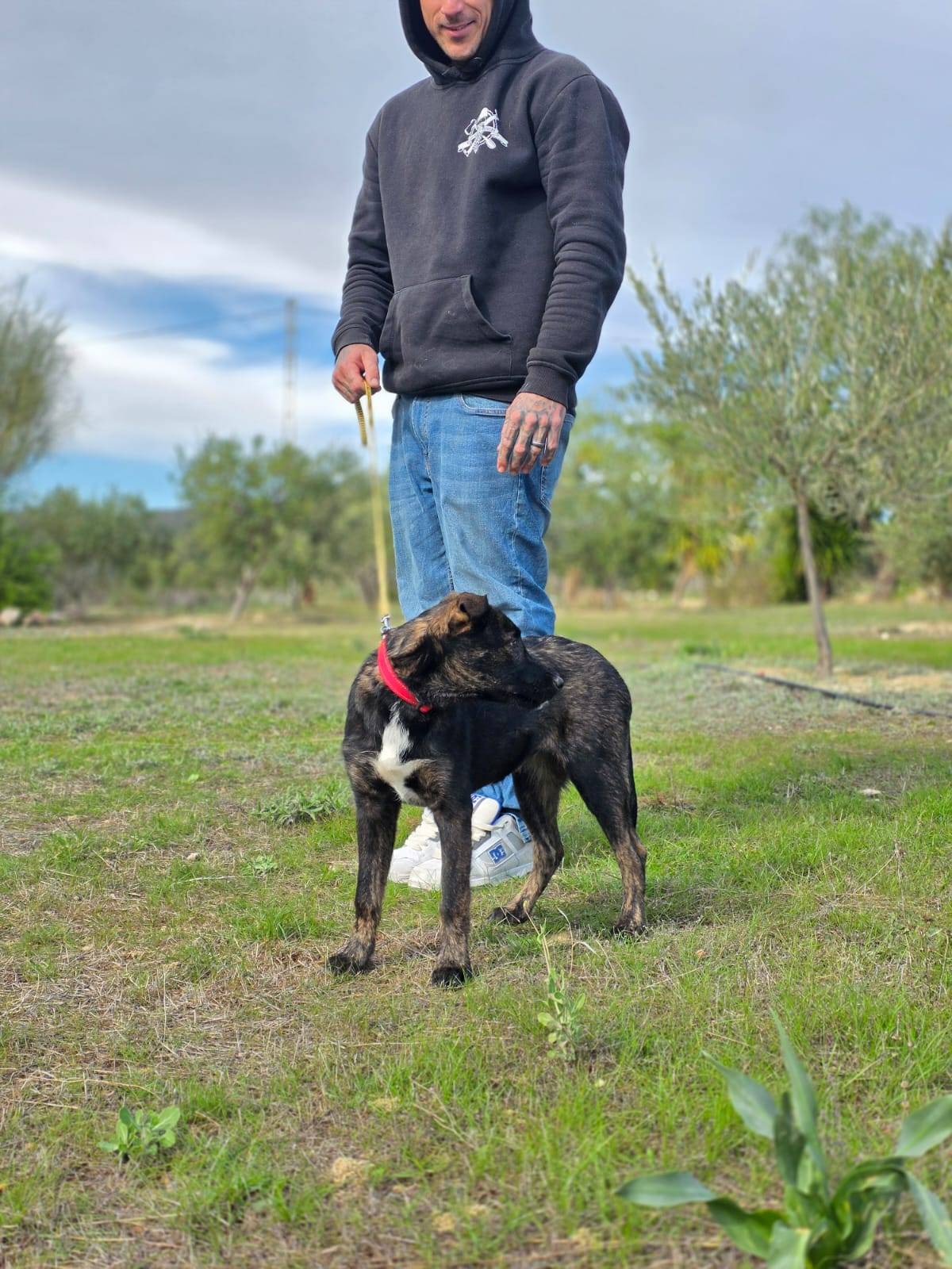 Trixie - Smart puppy needing a leader